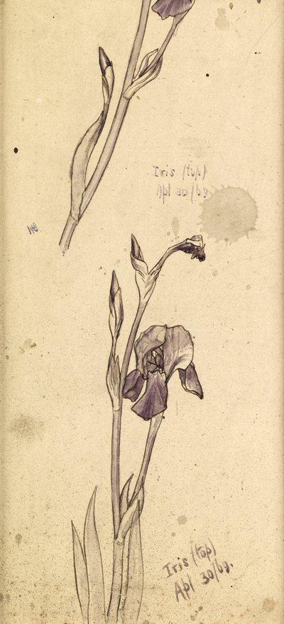 Iris - Edward Burne Jones