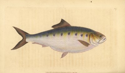 Alose, Alosa alosa. Gravure à la main par Edward Donovan de son "Histoire naturelle des poissons britanniques" - Edward Donovan