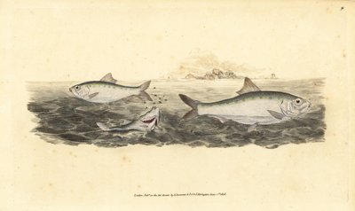 Alose vraie, Alosa alosa - Edward Donovan