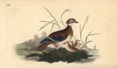 Canard branchu américain (femelle et jeunes). Gravure à la main en cuivre dessinée et gravée par Edward Donovan de son propre Histoire naturelle des oiseaux britanniques, Londres - Edward Donovan