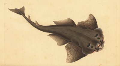 Ange de mer, Squatina squatina - Edward Donovan