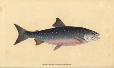 Omble chevalier, Salvelinus alpinus alpinus - Edward Donovan