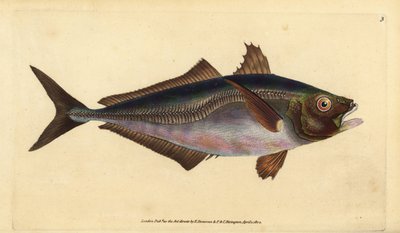 Chinchard, Trachurus trachurus (Chinchard, Scomber trachurus). Gravure à la main en cuivre dessinée et gravée par Edward Donovan de son Histoire naturelle des poissons britanniques, Donovan et F.C. et J. Rivington, Londres - Edward Donovan