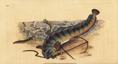 Loup de mer atlantique, Anarhichas lupus - Edward Donovan