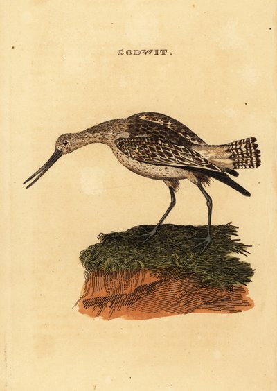Barge rousse, Limosa lapponica - Edward Donovan