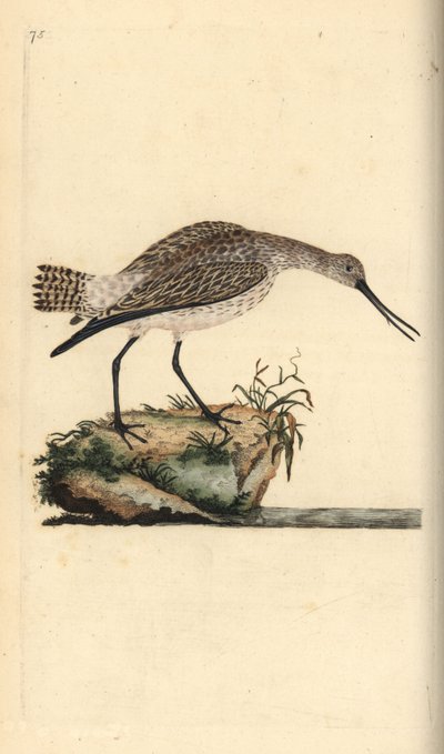 Barge rousse, Limosa lapponica - Edward Donovan