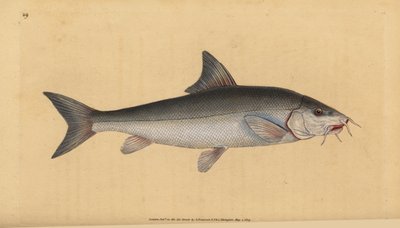 Barbeau, Cyprinus barbus - Edward Donovan