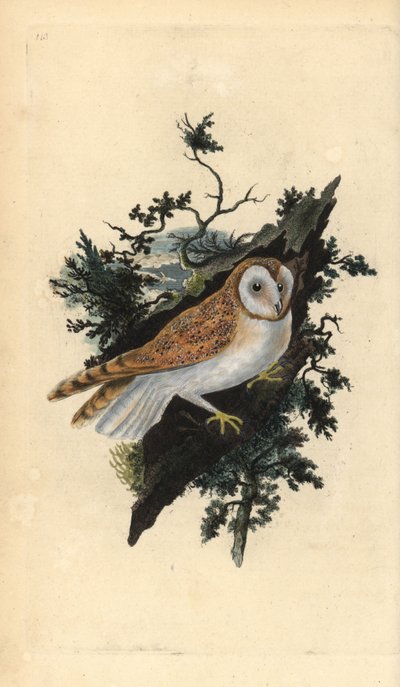 Effraie des clochers, Tyto alba - Edward Donovan