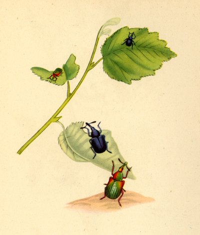 Charançons du bouleau : Curculio betulae, 1794, 1945 - Edward Donovan