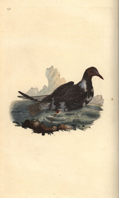 Mouette rieuse, Chroicocephalus ridibundus, en plumage d