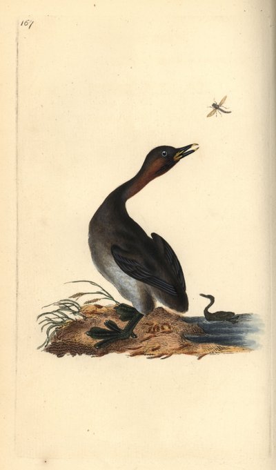 Grèbe à cou noir, Podiceps hebridicus. Gravure à la main en cuivre dessinée et gravée par Edward Donovan de son propre « Histoire naturelle des oiseaux britanniques », Londres - Edward Donovan