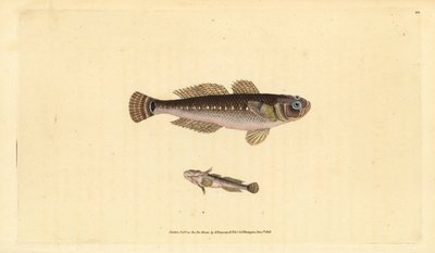 Gobie noir, Gobius niger - Edward Donovan