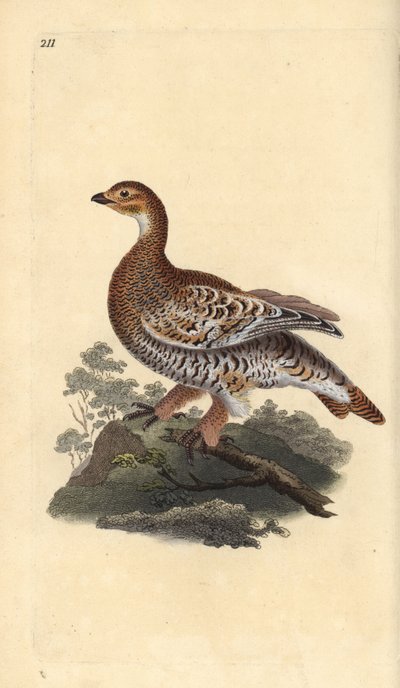 Grand tétras ou coq de bruyère, Tetrao tetrix - Edward Donovan