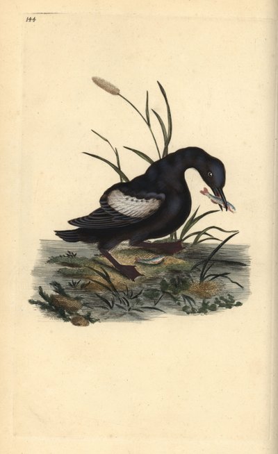 Guillemot à miroir, Cepphus grylle, avec poisson dans le bec - Edward Donovan