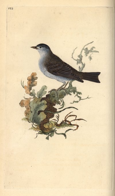 Fauvette à tête noire, Sylvia atricapilla - Edward Donovan