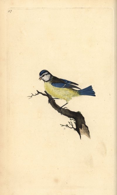 Mésange bleue, Cyanistes caeruleus. Gravure à la main en cuivre dessinée et gravée par Edward Donovan de son propre "Histoire naturelle des oiseaux britanniques," Londres - Edward Donovan