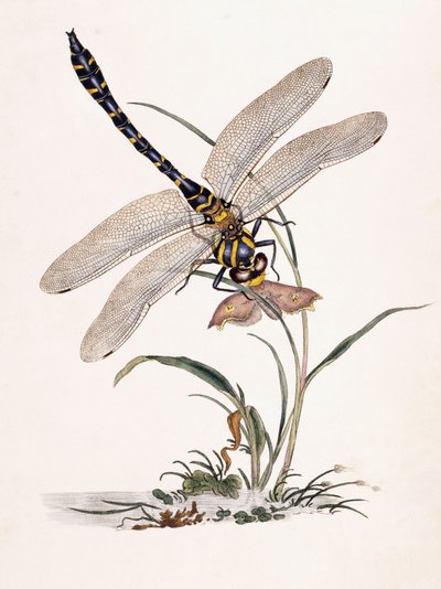 Libellule de Bolton - Edward Donovan