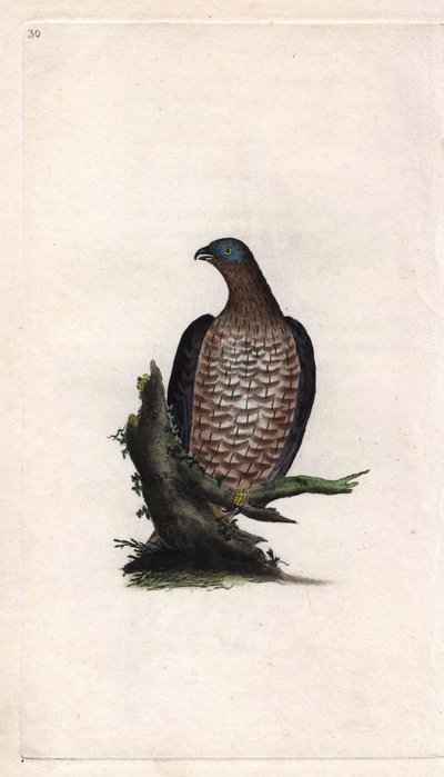 Bondrée apivore, Pernis apivorus. Gravure en cuivre par Edward Donovan (1768-1837), publiée dans Histoire naturelle des oiseaux britanniques, Londres - Edward Donovan
