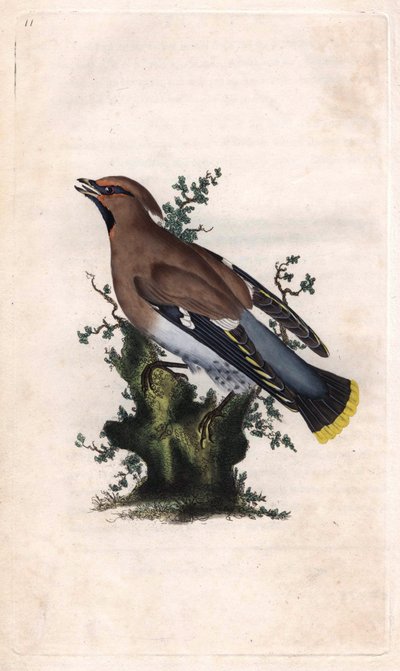 Jaseur boréal. Bombycilla garrulus. Gravure sur cuivre par Edward Donovan, publiée dans Histoire naturelle des oiseaux britanniques, Londres - Edward Donovan