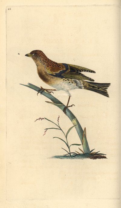 Pinson du Nord, Fringilla montifringilla. Gravure à la main en cuivre dessinée et gravée par Edward Donovan de son propre "Histoire naturelle des oiseaux britanniques," Londres - Edward Donovan