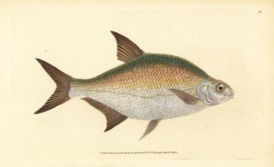 Brème, Abramis brama (Cyprinus brama) - Edward Donovan