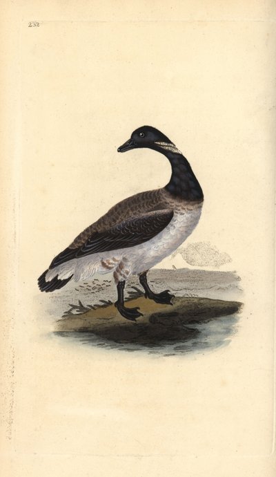 Bernache cravant, Branta bernicla - Edward Donovan