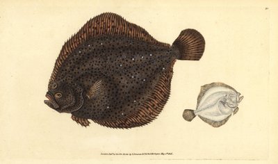 Bar ou perle, Scophthalmus rhombus. Gravure à la main en cuivre colorée par Edward Donovan - Edward Donovan