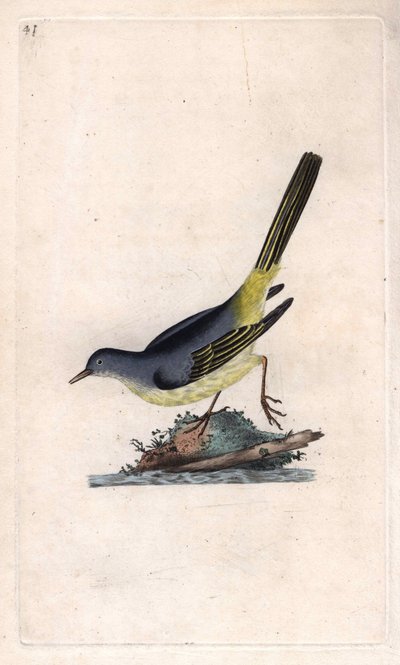 Bergeronnette des ruisseaux. Motacilla cinerea (Motacilla boarula). Gravure sur cuivre publiée dans Histoire naturelle des oiseaux britanniques, Londres - Edward Donovan