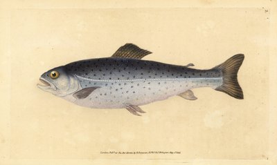 Truite brune, Salmo trutta. Gravure à la main par Edward Donovan de son Histoire naturelle des poissons britanniques - Edward Donovan