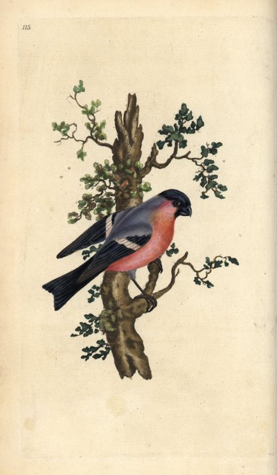 Bouvreuil pivoine, Pyrrhula pyrrhula - Edward Donovan