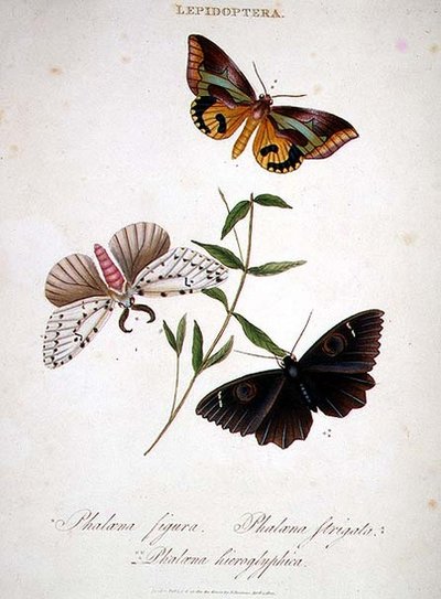 Papillons : Phalaena Figura; Phalaena Strigata et Phalaena Hieroglyphica, pub. par l