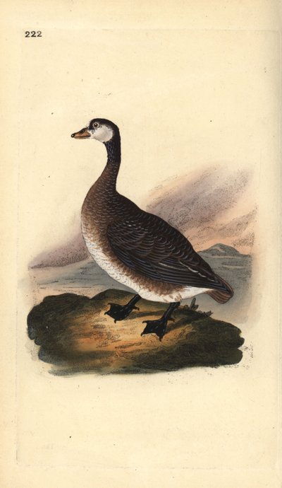 Bernache du Canada, Branta canadensis - Edward Donovan