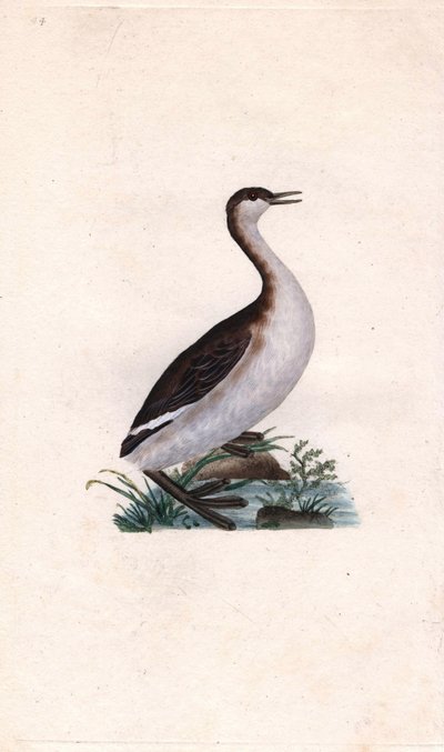 Grèbe castagneux. Tachybaptus ruficollis (Podiceps nigricans). Gravure sur cuivre publiée dans Histoire naturelle des oiseaux britanniques, Londres - Edward Donovan