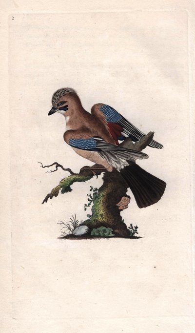 Geai des chênes, Garrulus glandarius. Gravure en cuivre par Edward Donovan (1768-1837), publiée dans Histoire naturelle des oiseaux britanniques, Londres - Edward Donovan