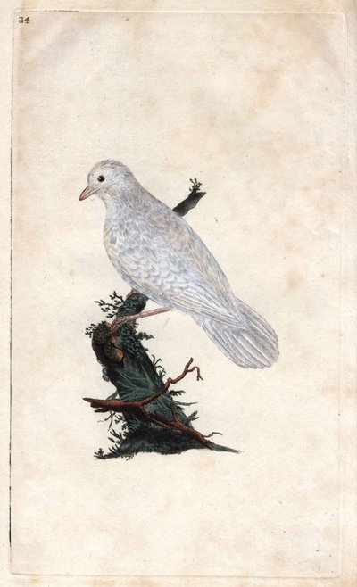 Geai des chênes. Gravure sur cuivre par Edward Donovan, publiée dans Histoire naturelle des oiseaux britanniques - Edward Donovan