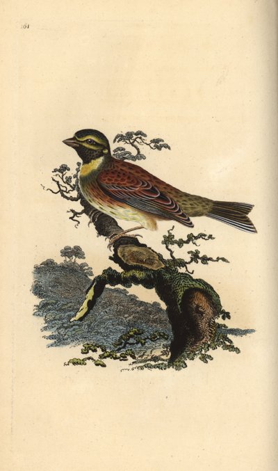 Bruant zizi, Emberiza cirlus - Edward Donovan