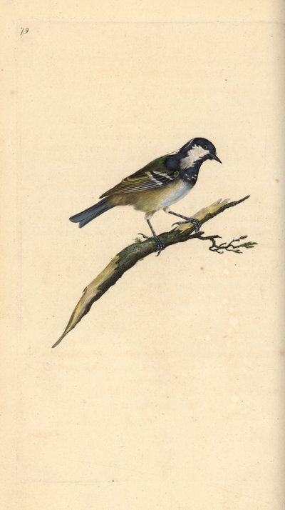 Mésange noire, Periparus ater. Gravure à la main en cuivre dessinée et gravée par Edward Donovan de son propre "Histoire naturelle des oiseaux britanniques," Londres - Edward Donovan