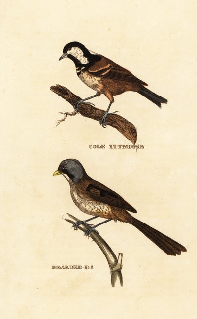 Mésange noire, Parus ater, et rémiz penduline, Panurus biarmicus - Edward Donovan
