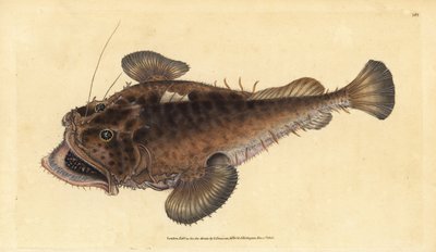 Baudroie commune, Lophius piscatorius - Edward Donovan