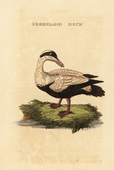 Eider à duvet, Somateria mollissima - Edward Donovan
