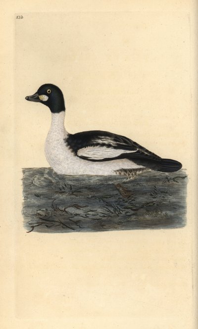 Garrot à œil d