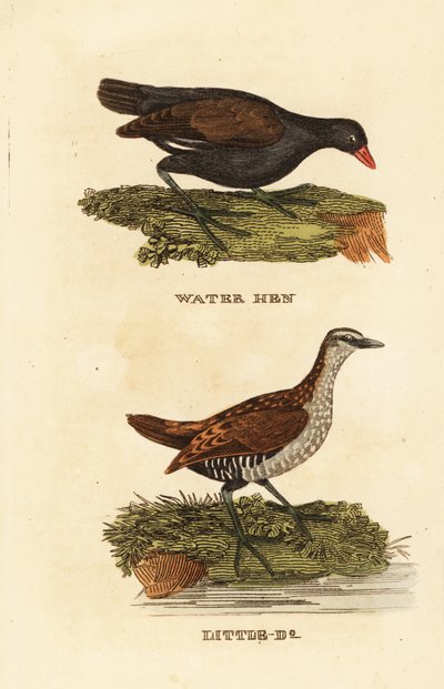 Gallinule poule-d