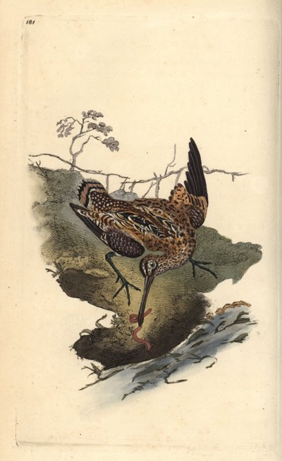 Bécassine des marais, Gallinago gallinago, attrapant un ver. Gravure à la main en cuivre dessinée et gravée par Edward Donovan de son propre Histoire naturelle des oiseaux britanniques, Londres - Edward Donovan