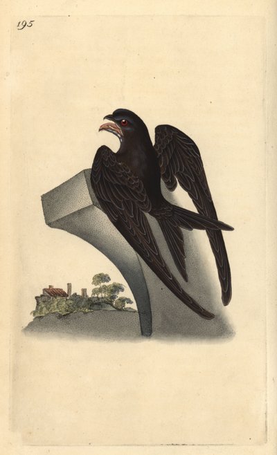 Martinet noir, Apus apus - Edward Donovan