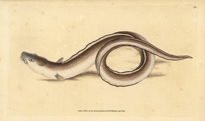 Congre, Muraena conger - Edward Donovan