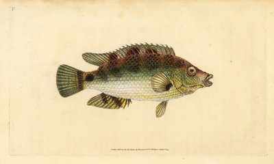 Girelle commune, Symphodus melops. Gravure à la main par Edward Donovan de son "Histoire naturelle des poissons britanniques" - Edward Donovan