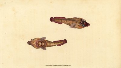 Ventouse cornouaillaise, Lepadogaster purpurea. Gravure à la main en cuivre dessinée et gravée par Edward Donovan de son Histoire naturelle des poissons britanniques, Donovan et F.C. et J. Rivington, Londres - Edward Donovan