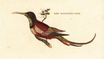 Topaze écarlate, Topaza pella - Edward Donovan