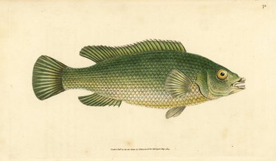 Girelle paon, Labrus mixtus. Gravure à la main par Edward Donovan de son "Histoire naturelle des poissons britanniques" - Edward Donovan