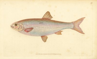 Vandoise, Leuciscus leuciscus. Gravure à la main en cuivre colorée par Edward Donovan - Edward Donovan